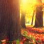 Herfst en astma