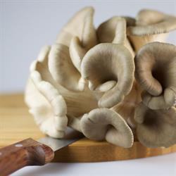 Verkooijen Champignons B.v.