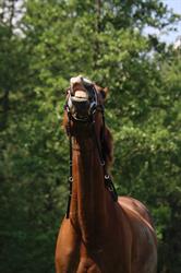 Manege/Pensionstal De Vier Hoeven V.O.F.