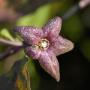 De Kruidhof hortus van Frysl�n