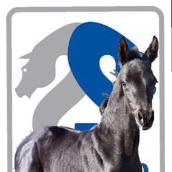 Unlimited Stables