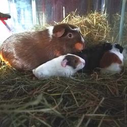 Bos Kinderboerderij- en Stadsparkdierenbeheer