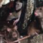 ratten