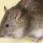 rat