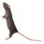 zwarte rat