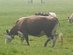 Kaasboerderij de Marlannen