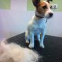 Diesel parson jack russell