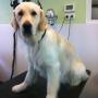Golden retriever bij Ala Pluto trimsalon