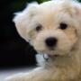 Dieren