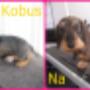 Kobus