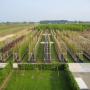 Bomen Online Kopen
