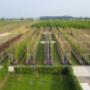Bomen Online Kopen