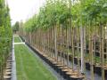 laanbomen