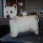 West Highland White Terrier(Na)