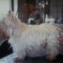 West Highland White Terrier(Voor)