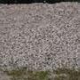 Schriek en Hol Puinrecycling BV