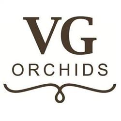 VG Orchids