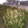 Plantlust Kwekerij