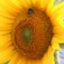 Camping Zonnehoeve De