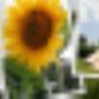 Camping Zonnehoeve De