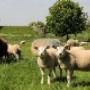 Camping Zonnehoeve De