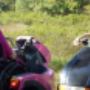 Roll-on Mobilitycare