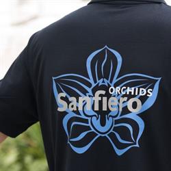 Sanfiero