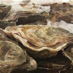 Oesters & Meer