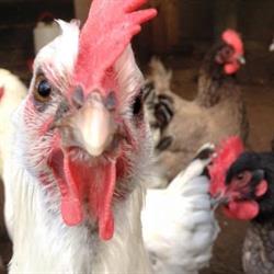 Stichting Kinderboerderij Zandberg