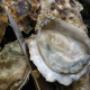 Oesters uit eigen Homarium
