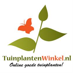 Tuinplanten Winkel