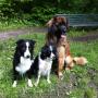 De honden
