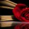 Wilbeschikking-GRATIS-