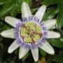 2006-09-27-01-13-15_0013-web-3