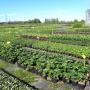 Containerveld vaste planten
