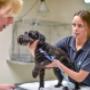 Levering uit de dierenkliniek