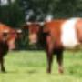 Elsenhove Speelboerderij
