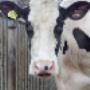 Dierenartsenpraktijk Peize