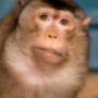 Dierenartsenpraktijk Ommelanden