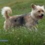 Honden fotoshoot