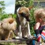 Kind (en familie) en hond foto's