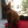 Alvi, m'n eigen kat