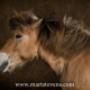 Paarden Fotografie