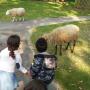 kinderboerderij