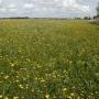 Groninger Landschap Stichting Het