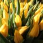 Agave Natuurlijk Wonen De