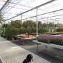 Tuincentrum Beuken A vd