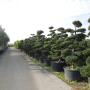 Tuincentrum Beuken A vd