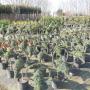 Tuincentrum Beuken A vd