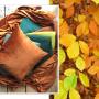 herfst